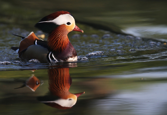 Mandarin Duck