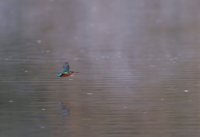 Kingfisher