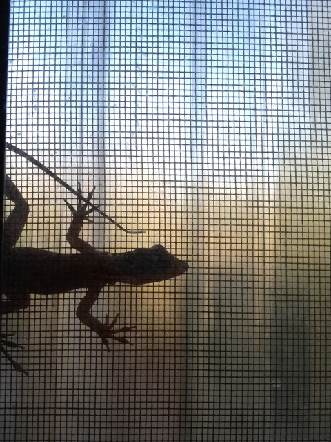Lizard stopping by