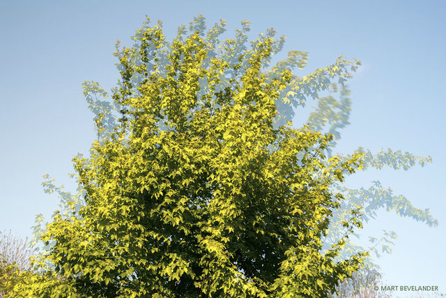 Wind