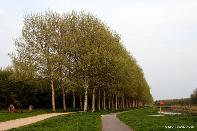 4-luik, lente