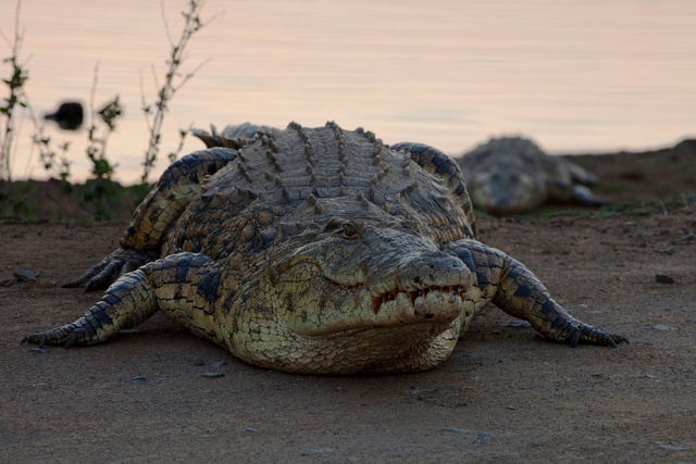 Crocodile