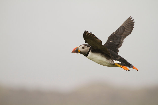 Puffin