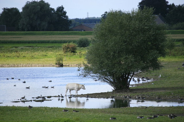 wijhe -de ijssel uiterwaarden