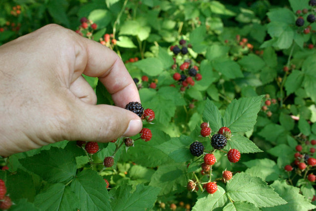 The fruits of permaculture implementation