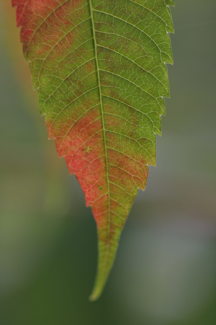 Transition 'from green to red'