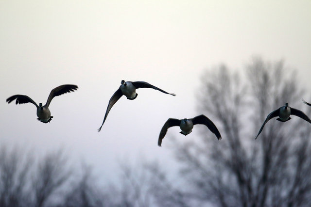 Canada Geese, February, southern Ohio