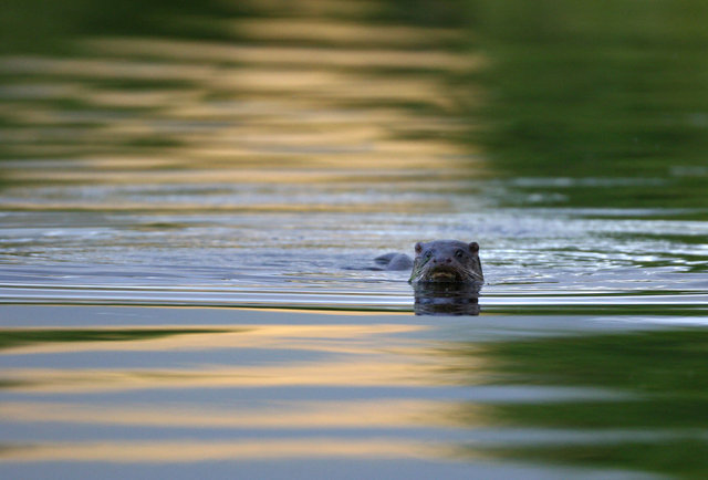 Otter