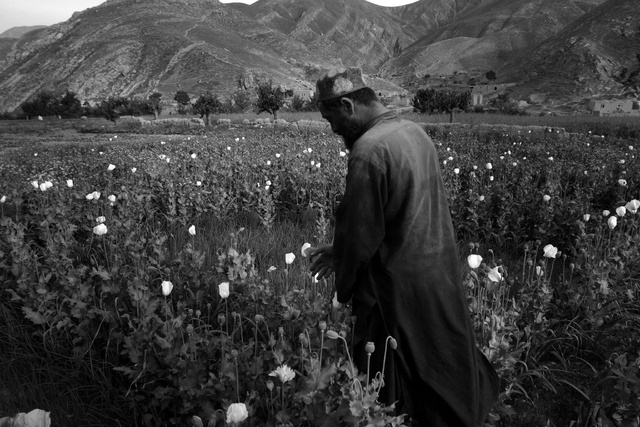 Afghanistan - champ de pavots destinés au trafique