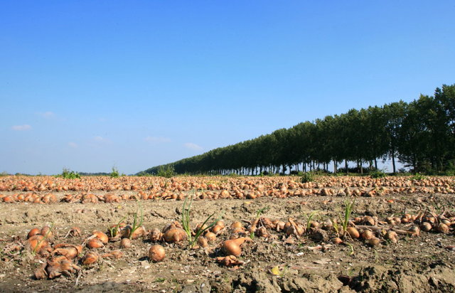 uienteelt noordoostpolder 2