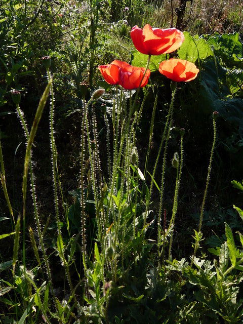 Poppys near Waterend House VB.JPG