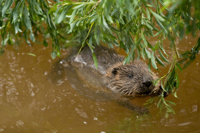 Tiere-Biber-26.jpg