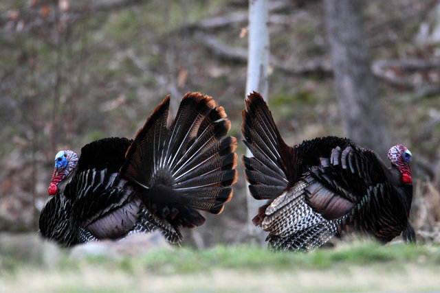 Two male wild turkey vie for the attention of a single hen, early April, southern Ohio.