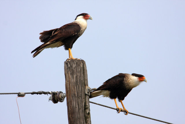 Crested Caracara, southern Texas