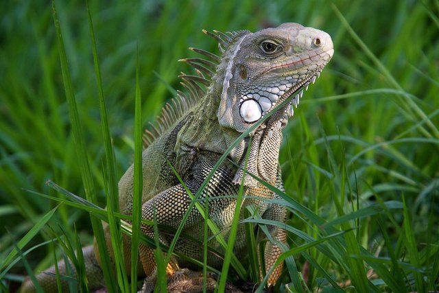 Iguana 033.jpg