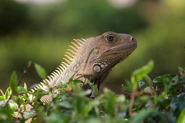 Iguana 029.jpg
