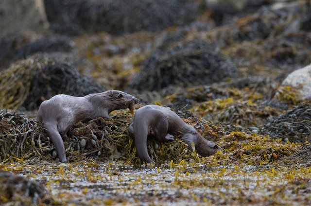 Otters