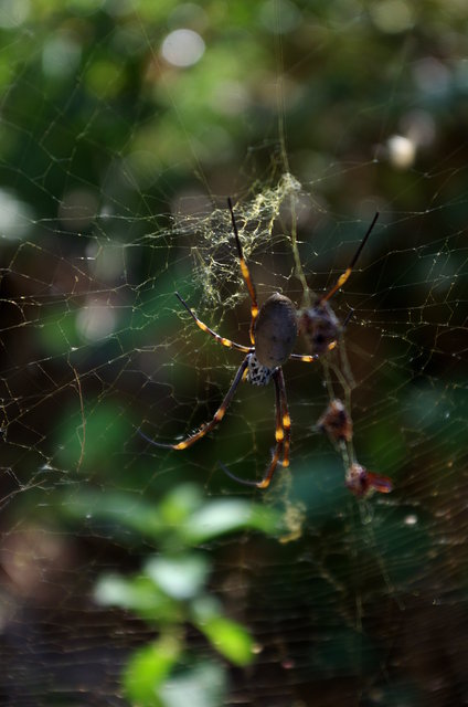 Golden Orb Spider (2) VB.jpg