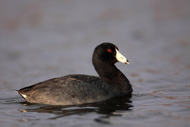 American Coot, March, South Central Ohio