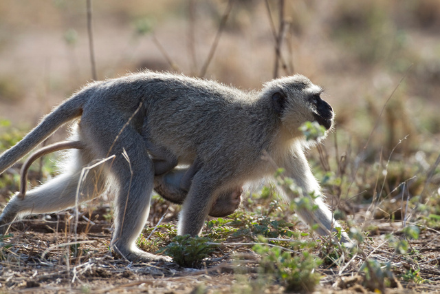 Vervet monkey and baby