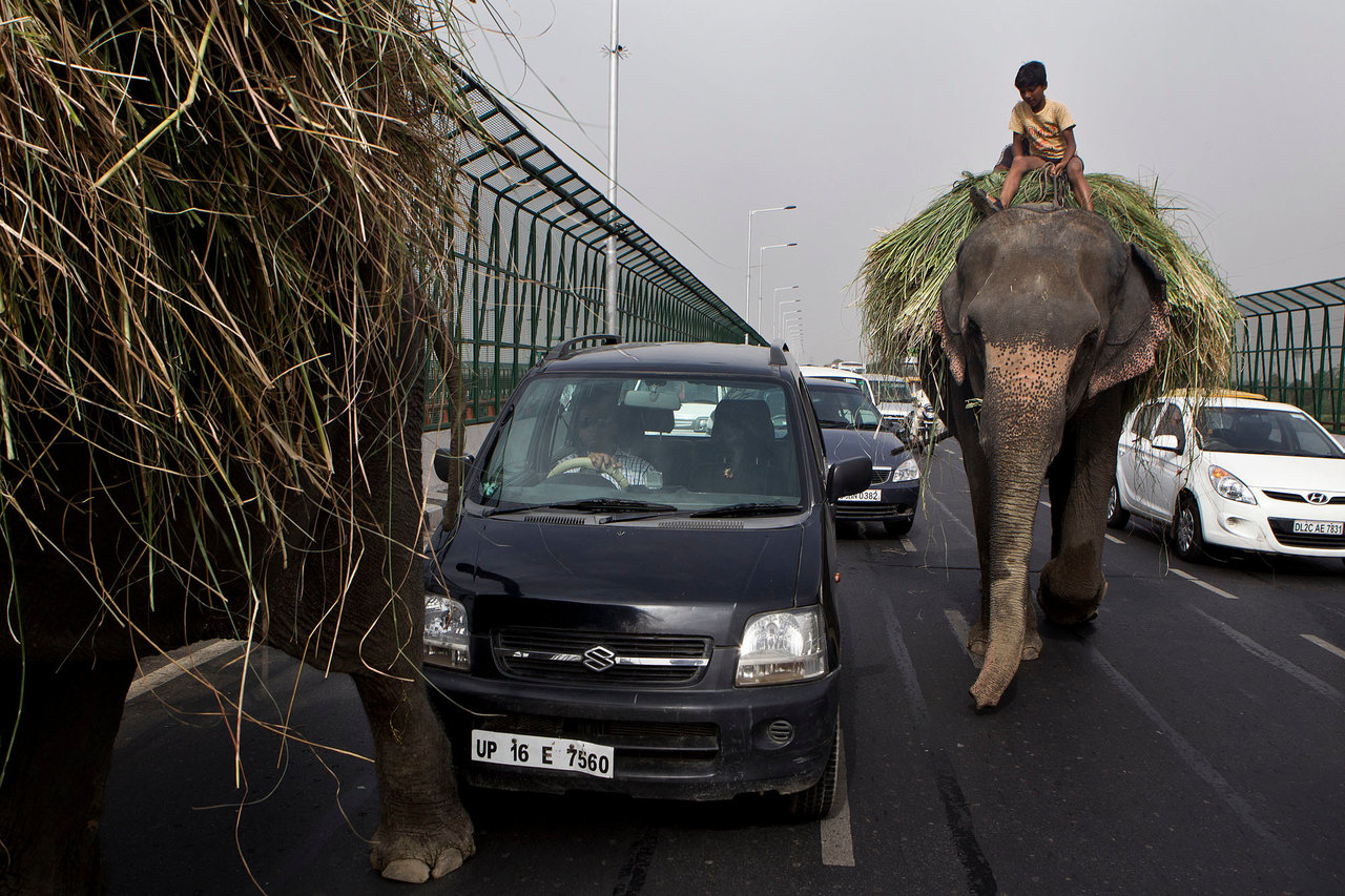 Last Elephants of Delhi
