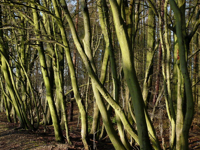 Trees Ayot Greenway VB.JPG