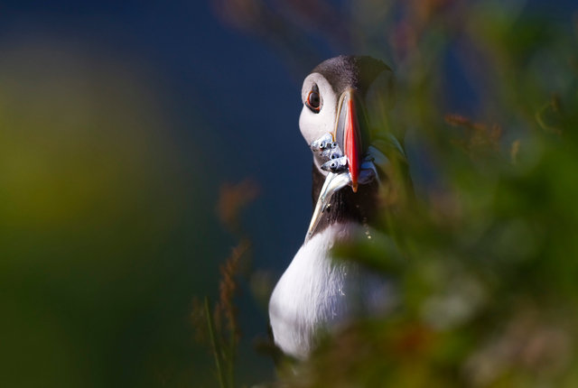 Puffin with sand eels