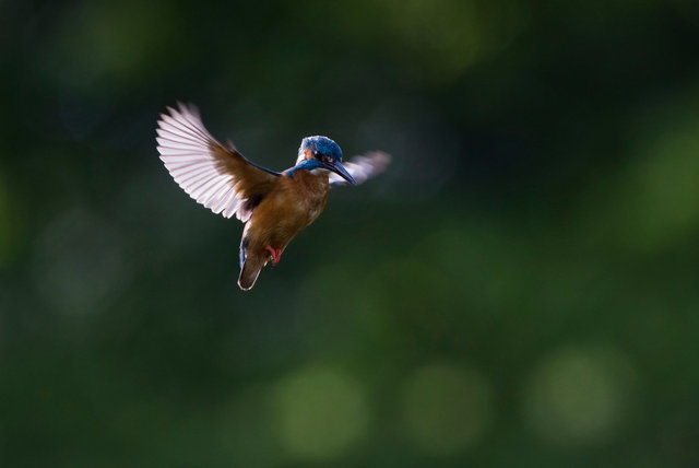 Kingfisher