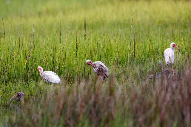 White Ibis, North Carolina