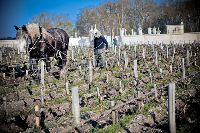 Margaux24 © Laurent Gazal.jpg