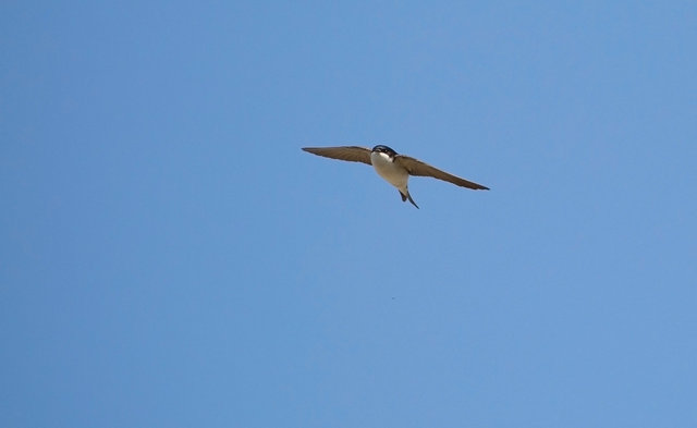 House Martin