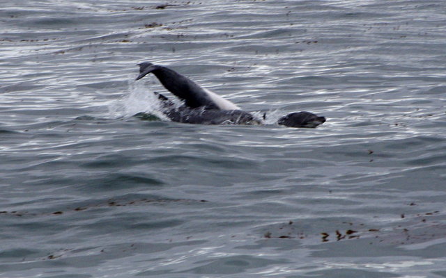 Dolphins from Carmel River State Beach (9) VB.JPG