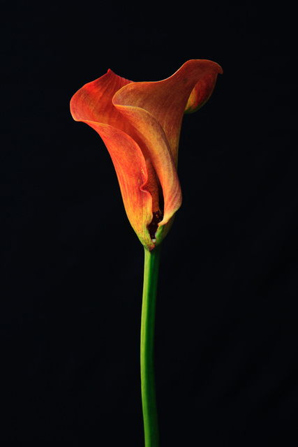 Flora