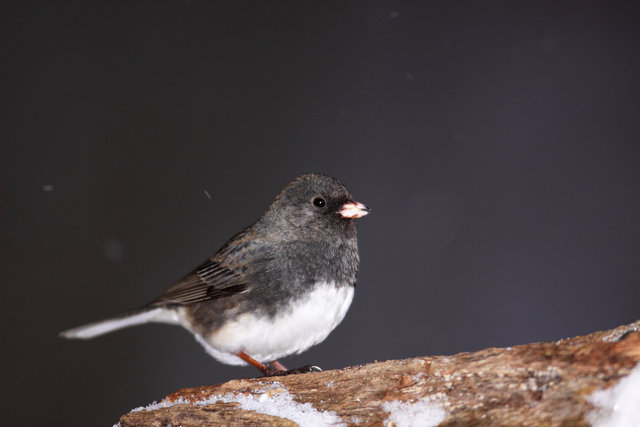 Dark-eyed Junco "Slate-colored," Ohio