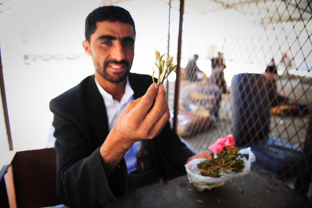 Small Qat leaves