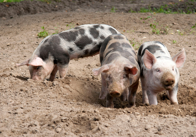 Biggen. Bonte Bentheimers