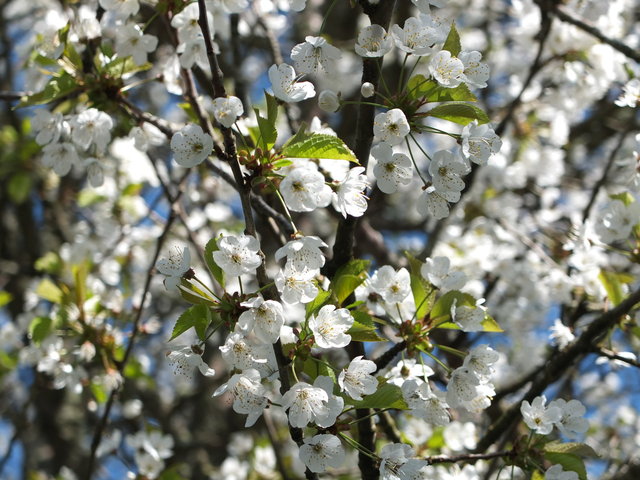 White Blossom 3 by Alison Gracie