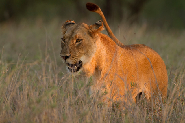 Lioness