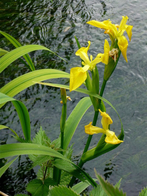 Lillies near Waterend House VB.JPG