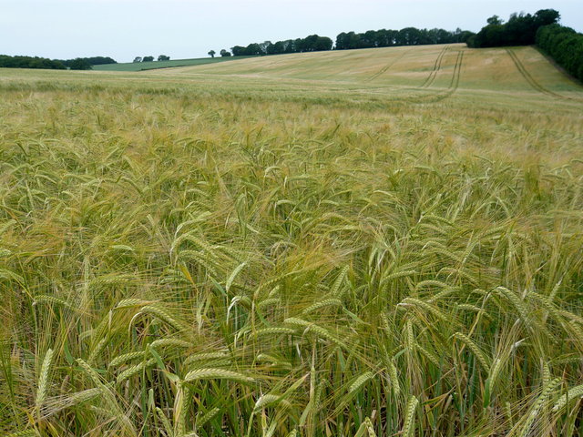 Barley near Bull's Green (5) VB.JPG