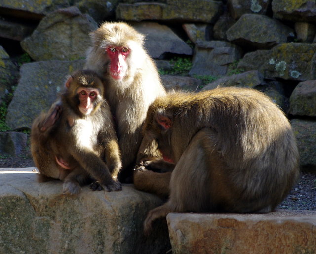 Japanese Macaques City Park Launceston (13) VB.JPG