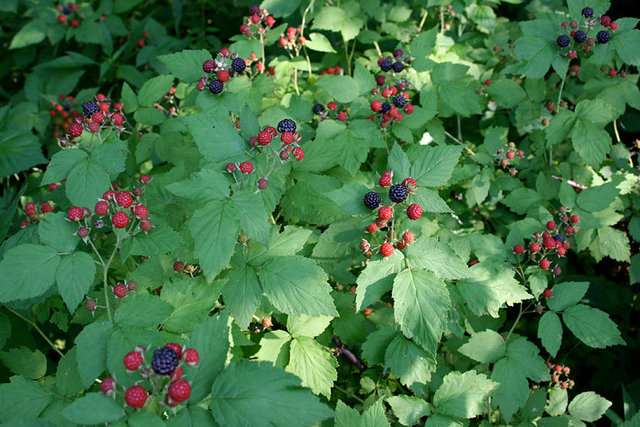 Black-cap Raspberries