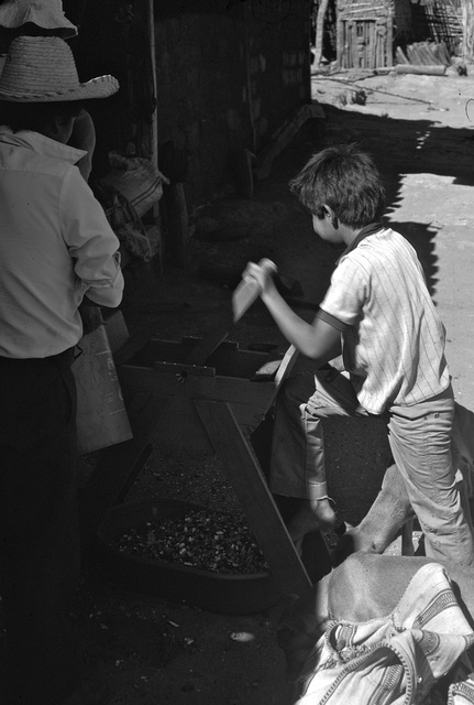 Peanut Project - peanut shelling tool trials.