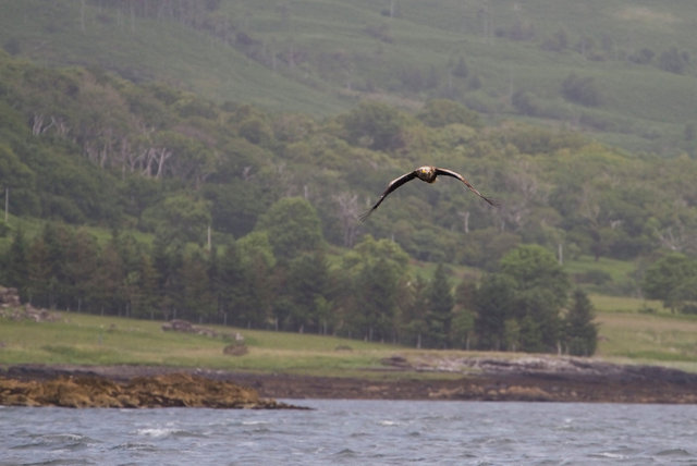 White-tailed Sea Eagle