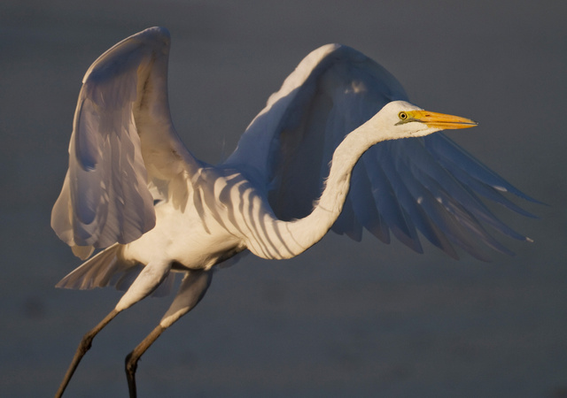Yellow-billed Egret