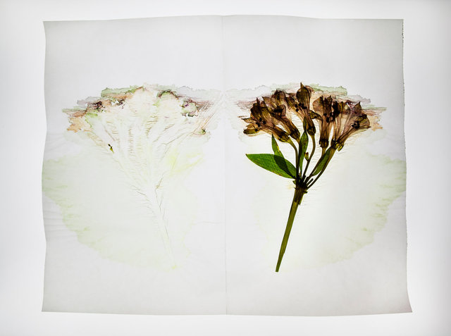 alstroemeria