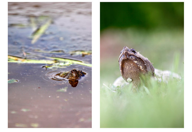 Snapping Turtle, Ohio