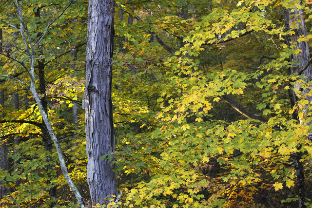 Experimental Forest, Vinton County, Ohio