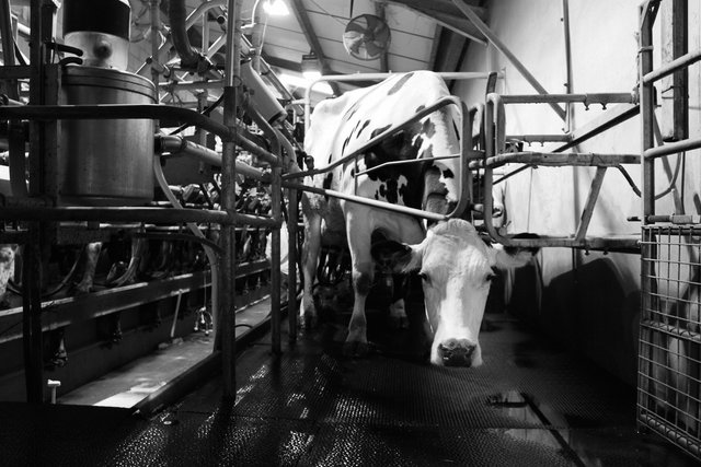 Herringbone parlour, Bosley Mill Farm, Gloucestershire