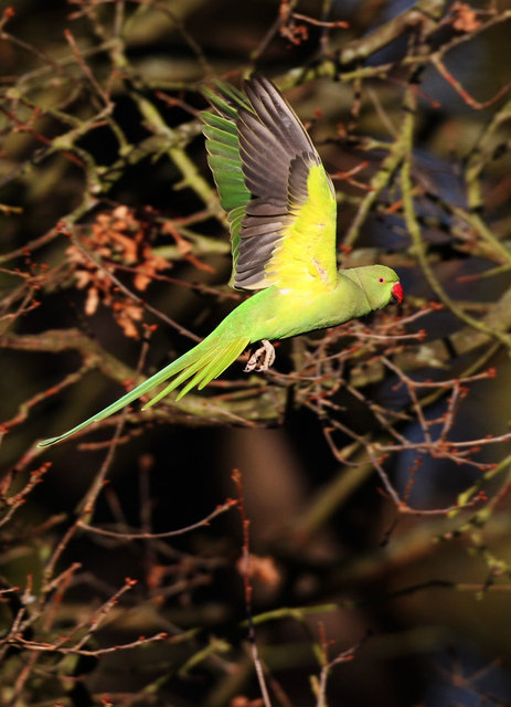 Ring-Necked Parakeet